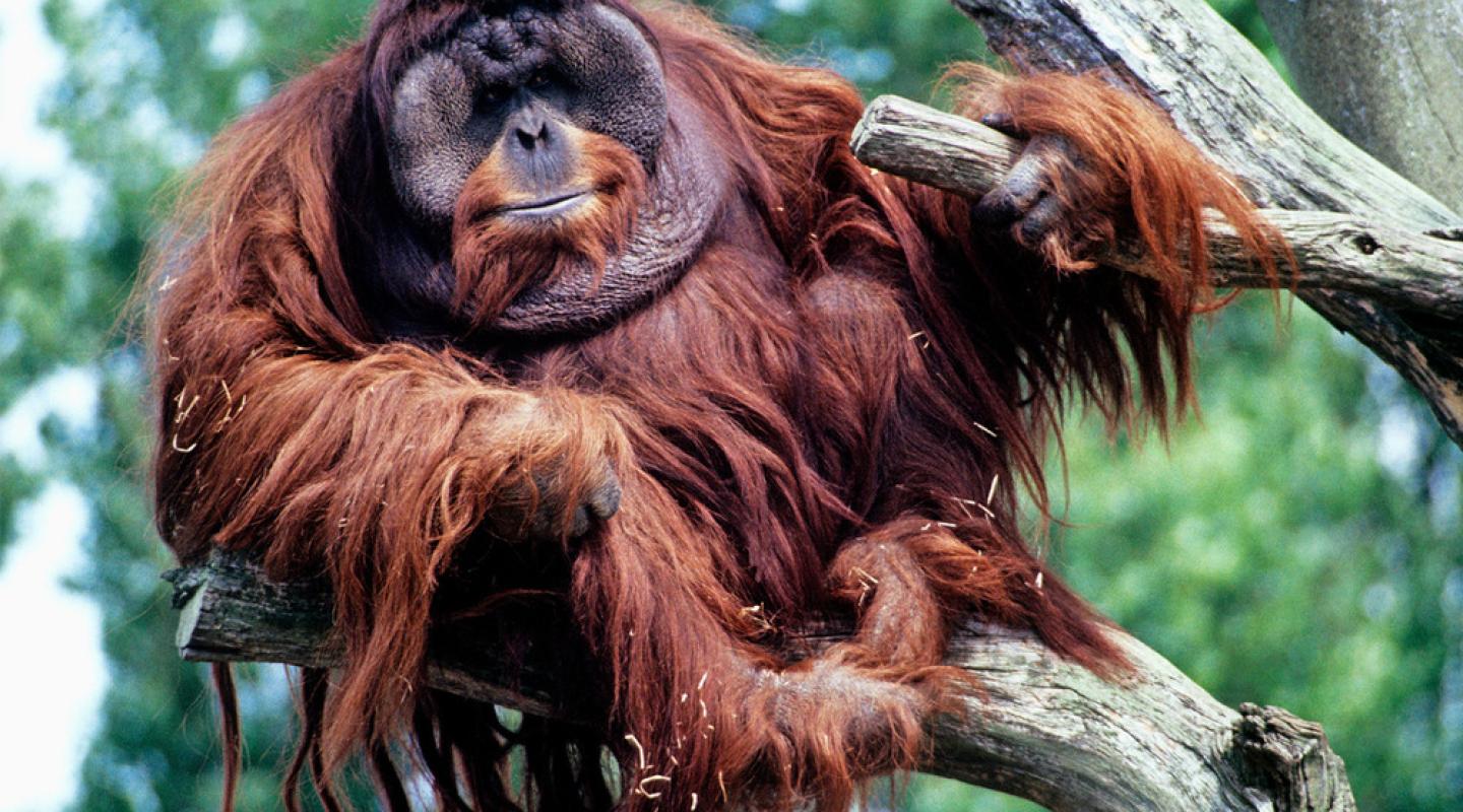 Top 10 facts about orangutans | WWF